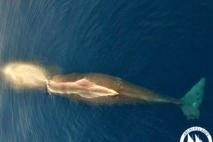 Νορβηγία: Νεκρή εντοπίστηκε η "Χβάλντιμιρ", η φάλαινα "κατάσκοπος των Ρώσων" - εικόνα 3