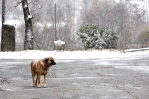 Κακοκαιρία: Σε ποιες περιοχές θα παραμείνουν κλειστά τα σχολεία σήμερα