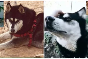 Νέος κύκλος καταθέσεων για τον 8χρονο Ολιβερ: Πού στρέφονται οι έρευνες για τη βάναυση κακοποίησή του - εικόνα 3