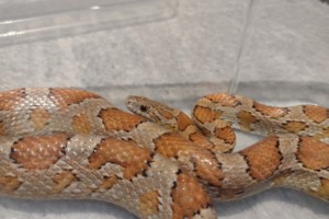 Απίστευτο: Βρήκαν πύθωνα πέντε μέτρων στο χωράφι τους στην Κρήτη [εικόνες] - εικόνα 5