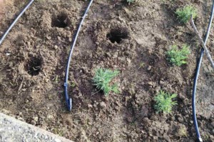 "Καλλιτέχνες" στην απάτη: 481 πλαστοί πίνακες γνωστών ζωγράφων - Συνελήφθη δικηγόρος, κατασχέθηκαν όπλα [εικόνες - βίντεο] - εικόνα 7