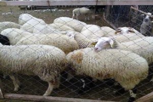 Φωτιά σε αγροτοδασική έκταση στο Ζαπάνι Κερατέας - Σηκώθηκαν εναέρια μέσα