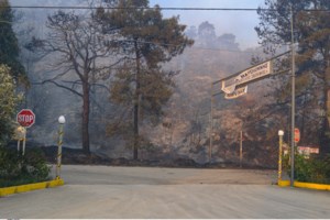 Περιβαλλοντική τραγωδία στον Σχίνο: Ζώα καίγονται ζωντανά - Οι εκκλήσεις για βοήθεια στις πυρόπληκτες περιοχές - εικόνα 2