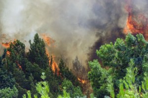 Φωτιές: Σε ύφεση τα μέτωπα σε Μεσσηνία και Έβρο - Ισχυρές εναέριες και επίγειες δυνάμεις της Πυροσβεστικής