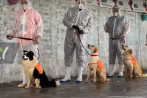 Covidogs: Οι σκύλοι που ανιχνεύουν τον κορονοϊό - Τους εκπαίδευσε ο αυστριακός στρατός (video) - εικόνα 2