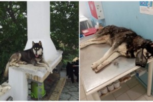 Δήμαρχος Αράχωβας για τον βασανισμό του Ολιβερ: "Μέχρι να βρεθεί ο ένοχος δεν κοιμόμαστε, δεν υπάρχει συγκάλυψη"