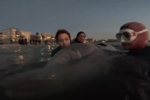 Δυσάρεστα νέα για τη φάλαινα "Ζιφιός" - Ξανά στα ρηχά στη Σαλαμίνα - "Σημαίνει ότι υποφέρει" [Βίντεο]