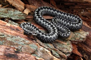 Αναστάτωση  στην Αλεξανδρούπολη: Οχιά έκοβε βόλτες σε πάρκο με παιδιά [εικόνες] - εικόνα 2