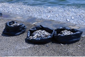 Πήραν το μοναδικό πλωτό ασθενοφόρο της Αίγινας και το πήγαν σε... περίπτερο της ΔΕΘ - εικόνα 2
