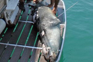 Τον γύρο του κόσμου κάνει η "επικήρυξη" του δολοφόνου του "Κωστή" στην Αλόννησο - εικόνα 3