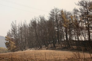 Πυρκαγιές: Στη "μάχη" και η τεχνητή νοημοσύνη - Ξεκίνησαν οι δοκιμές στην Πεντέλη - Τι προβλέπει το σχέδιο της κυβέρνησης - εικόνα 2