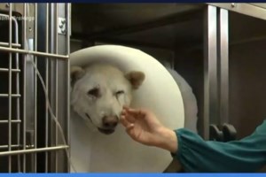 Επιτέλους: Κακούργημα ο βασανισμός ζώου και ποινή φυλάκισης μέχρι 10 χρόνια - εικόνα 2