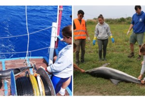 Δικογραφία για τη θανάτωση τεσσάρων ζωνοδέλφινων τον Μάιο του 23 στο βορειοανατολικό Αιγαίο - εικόνα 2