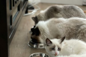 Τα πιο συνηθισμένα λάθη όταν παίζουμε με τη γάτα μας: Πώς να αποφύγετε "παρεξηγήσεις"