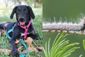 Ανοιξη: Πόσο επικίνδυνη είναι για τους τετράποδους αγαπημένους φίλους μας - Οι κίνδυνοι που κρύβει