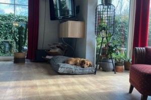 Ο Πλάτωνας είναι το κουτάβι του κάμπινγκ, κουλ, λίγο φλου, και γενικά κάπως χυμένος: Να σας εξηγήσουμε - εικόνα 4