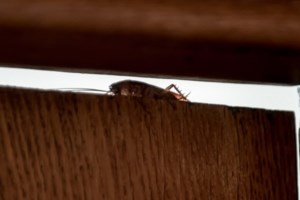 Απρόσμενη έκπληξη στη Λάρισα: Άνοιξε την πόρτα και βρήκε δεκάδες κατσαρίδες - Το βίντεο που έγινε viral