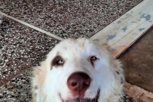 Καύσωνας και ζώα: Πώς θα προστατεύσουμε από τη ζέστη αδέσποτα και δεσποζόμενα - Οι πρώτες βοήθειες - εικόνα 5