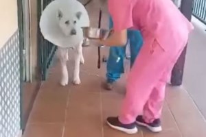 Ο Ζαν Κλοντ Βαν Νταμ διέσωσε μικρό τσιουάουα από βέβαιο θάνατο - εικόνα 2