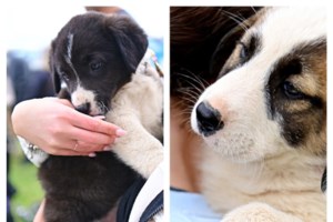 O Μπρούμελ βρέθηκε παρατημένος στον Μαραθώνα - Πόσες πιθανότητες επιβίωσης έχει ένα κουτάβι στον δρόμο - εικόνα 2