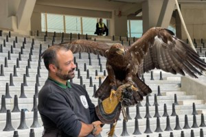 "Αγιά Σοφιά": Ο αετός που θα πετάει στα παιχνίδια της ΑΕΚ εκπαιδεύεται [Βίντεο]