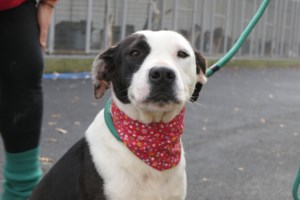 Σώστε ένα αδεσποτάκι: Ο Αστεράκης πήδηξε με φόρα από τον ουρανό - Τι του λείπει; - Εσείς