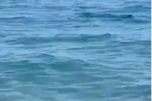 Θαλάσσιο υπερθέαμα: Drone απαθανάτισε εντυπωσιακό κοπάδι δελφινιών στην Ελλάδα [Βίντεο] - εικόνα 2