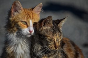 Θεσσαλονίκη:  Πρώην αστυνομικός ο 56χρονος που έριχνε δηλητήριο σε αδέσποτες γάτες - 25 βρήκαν φρικτό θάνατο