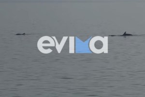 Θλιβερό θέαμα στο Ρέθυμνο - Δελφίνι ξεβράστηκε με αποκομμένη την ουρά του - Ζούμε στον μεσαίωνα λέει το  "Αρχιπέλαγος"