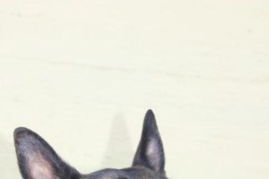 Τρομερές κτηνωδίες σε Βοιωτία και Ρόδο: Εσερνε σκύλο από το αγροτικό - Πυροβόλησαν αδέσποτο εξ επαφής