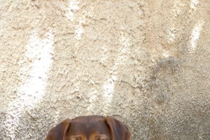 Στο Gov.gr Wallet τα στοιχεία των ζώων συντροφιάς - εικόνα 2