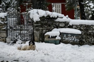 Κακοκαιρία στην Ηγουμενίτσα: Ηρωας πυροσβέστης απεγκλωβίζει οδηγό κουβαλώντας τον στην πλάτη [βίντεο]