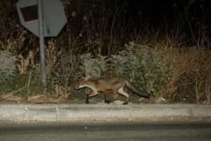 Αλεπούδες στο ΟΑΚΑ: Οδηγίες σε αθλητές και επισκέπτες - "Δεν πλησιάζουμε, δεν ταΐζουμε, δεν ενοχλούμε"