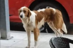 Σοκαριστικό βίντεο ντοκουμέντο: Ακραία κακοποίηση ζώου από ανήλικο - Προσοχή, σκληρές εικόνες