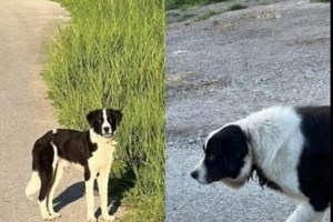 Η Λούσι είναι ένας θησαυρός, έχει ανάγκη το δικό της σπίτι και την παντοτινή αγάπη - εικόνα 3