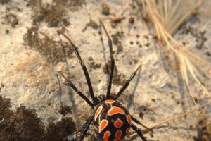 Κυβερνητική παρέμβαση για την κατασκήνωση ΑμεΑ στην Αμφιλοχία - Τρία κλιμάκια ελέγχουν τις καταγγελίες - εικόνα 8