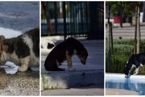 Βοηθήστε τα ζώα και τα φυτά της γειτονιάς σας στον καύσωνα - εικόνα 2