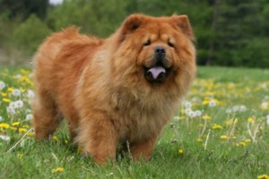 Αποτροπιασμός στην Ηλεία: Τύλιξε νεογέννητα κουτάβια σε τσουβάλι για να τα πετάξει στα σκουπίδια - Τον έπιασαν επ' αυτοφόρω - εικόνα 2