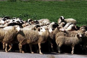 Τσιάρας για ευλογιά αιγοπροβάτων: Σε τελική φάση η συζήτηση με το ΥΠΟΙΚ για αποζημίωση 20 εκατ. ευρώ στους κτηνοτρόφους