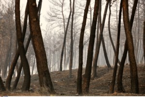 Φωτιά στην Αγία Σοφία Αρκαδίας - Οι φλόγες απειλούν σπίτια [βίντεο] - εικόνα 2
