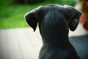 Κτηνωδία στην Καστοριά: Νεκρά σκυλιά με τραύματα από σφαίρα και δέσιμo - Eπικήρυξαν τον δράστη με 1.000 ευρώ