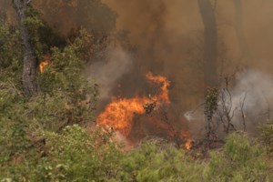 Φωτιά στην Εύβοια: "Κατέβα να βάλεις νερό, θα μας καεί η Γαλατσώνα" - Οι δραματικοί διάλογοι των πυροσβεστών - εικόνα 4