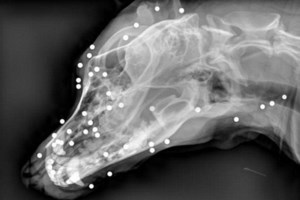 Μάχη με τα λασπόνερα για να διασώσουν σκυλιά από τις πλημμύρες [βίντεο] - εικόνα 2