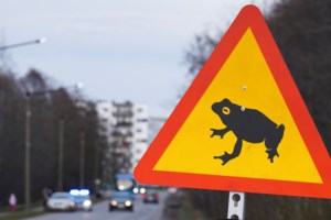 Βατραχο-τζίλα: Γιγάντιος βάτραχος βρέθηκε στην Αυστραλία - Έχει βάρος 2,7 κιλά και πάει για... ρεκόρ Γκίνες [βίντεο] - εικόνα 2