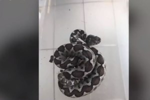 Οδύσσεια για 60χρονη στο Βόλο: Την τσίμπησε οχιά στο χέρι και η εφημερεύουσα γιατρός της ζήτησε εξηγήσεις - εικόνα 2