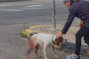 Ηλεία: Άγρια σεξουαλική κακοποίηση σκύλου - "Οι εξελίξεις φτάνουν σε άνθρωπο - Είμαστε κοντά στον δράστη"