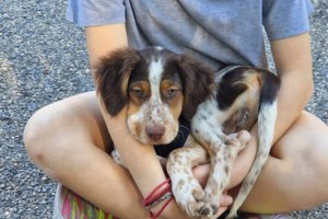 Ο Μπόνο και ο Πινέλο πάνε σχολείο: Απολαύστε τα - εικόνα 2