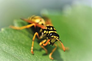 Κόρινθος: "Έβγαιναν σφήκες ακόμα και απ’ τα ρούχα του" - Σε σταθερή κατάσταση ο 54χρονος