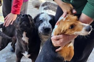 Νυμφαίο Φλώρινας: Αυτός είναι ο Μπρούνο, η πρώτη αρκούδα που ξύπνησε από την χειμερία νάρκη