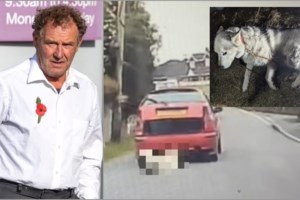 Απίστευτο: Η χειρότερη περίπτωση παραμέλησης ζώου στην Αγγλία - Νόμιζαν ότι είχε πεθάνει αλλά η Μέιζι έκανε το θαύμα... - εικόνα 6